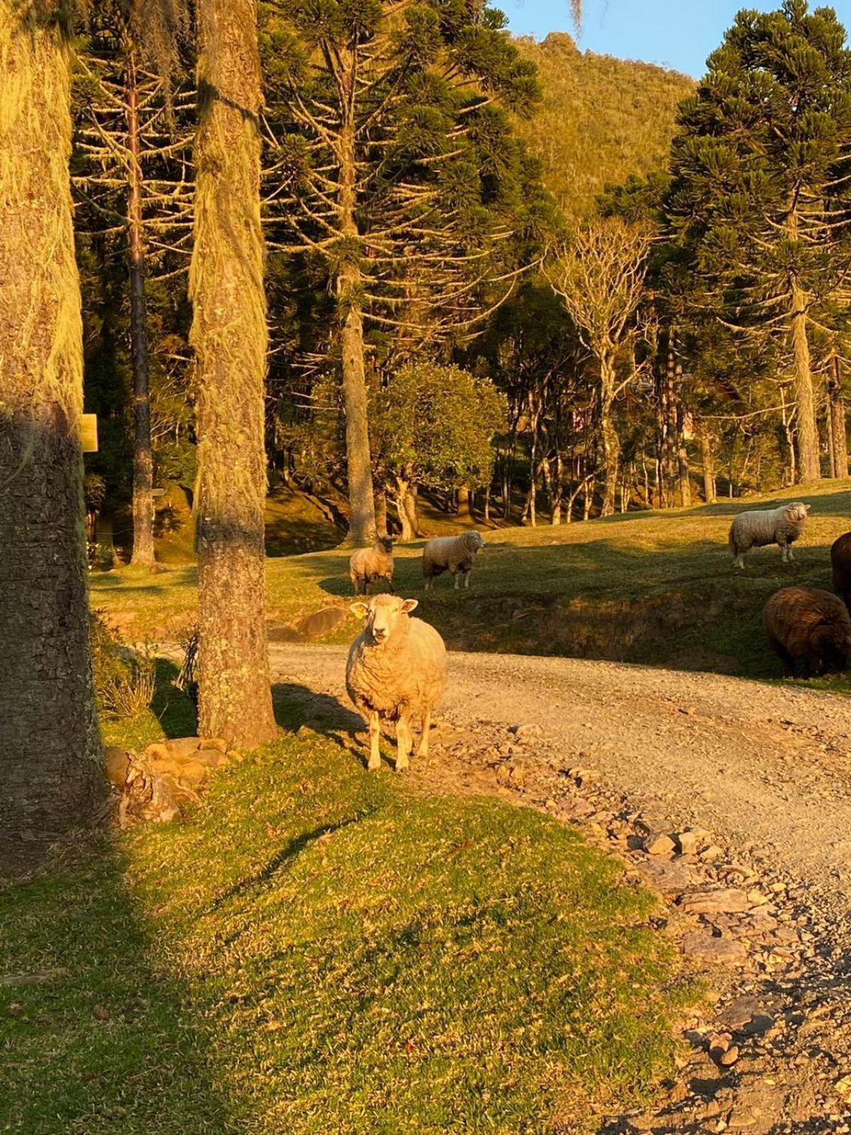 Pousada Colina Dos Ventos - Cabana Alpha Urubici Esterno foto